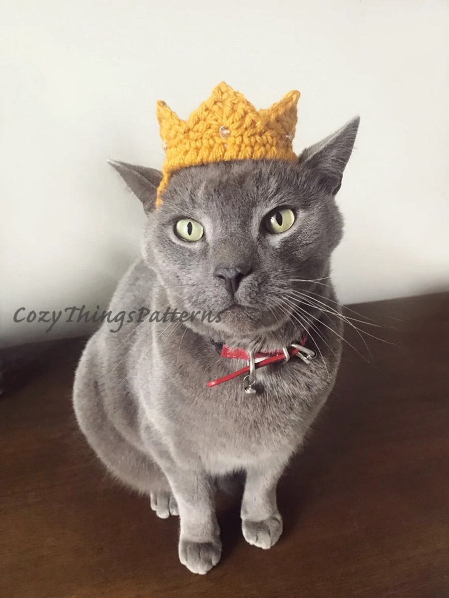 A gray cat sitting up and facing forward with a small yellow crochet crown in between its ears.)