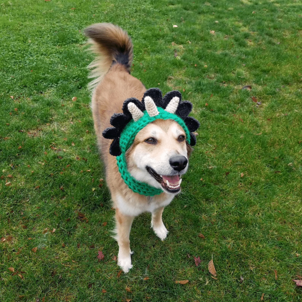 Large brown Shiba wearing a green crochet hat with white horns and a black dinosaur frill standing in a grassy field.