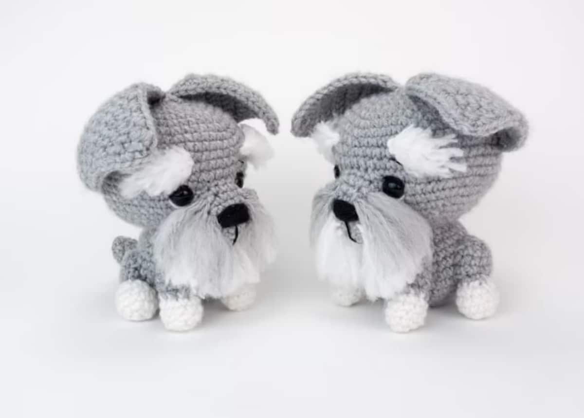 Two light gray Schnauzers with long fluffy whiskers and thick white eyebrows standing facing each other on a white background.